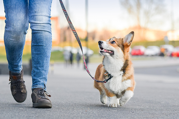 Brunswick Hotel Canine Companion Package